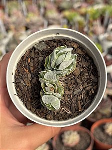 Crassula ivory pagoda