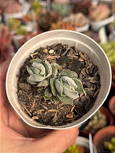Crassula ivory pagoda