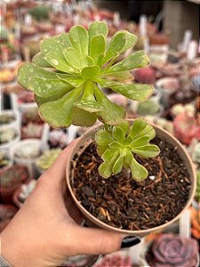 Aeonium híbrido (arvoreta)