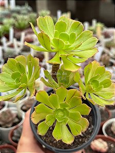 Aeonium híbrido (arvoreta)