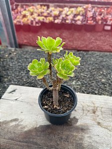 Aeonium híbrido (arvoreta)