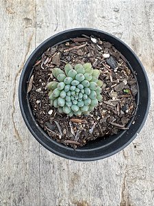 Echeveria setosa var. diminuta