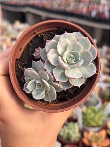 Echeveria subsessilis