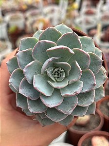 Echeveria subsessilis