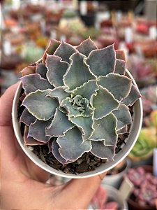 Echeveria leopoldina