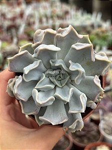 Echeveria thriller pearl