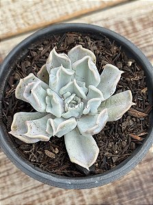 Echeveria thriller pearl