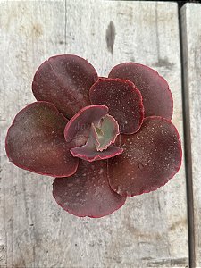Echeveria Japão x mahogany