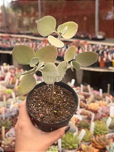 Kalanchoe bracteata (colher de prata)