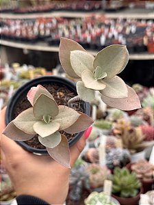 Kalanchoe bracteata (colher de prata)