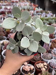 Kalanchoe bracteata (colher de prata)