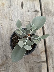 Kalanchoe bracteata (colher de prata)
