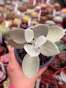 Kalanchoe bracteata (colher de prata)