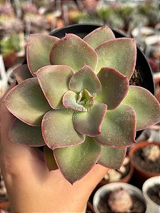 Echeveria pink trumpet reversa