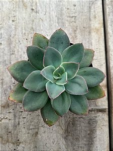 Echeveria pink trumpet reversa