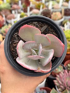 Echeveria pink trumpet reversa