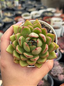 Echeveria costonari