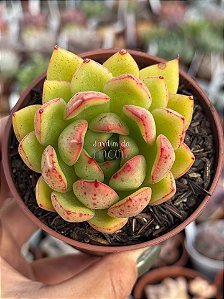 Echeveria costonari