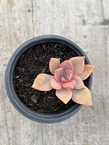 Graptoveria douglas huth