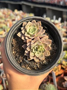Echeveria brisa