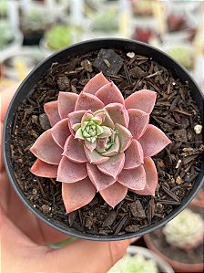 Echeveria brisa
