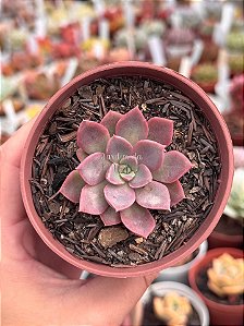 Echeveria brisa