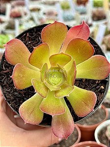 Aeonium arboreum folhas largas