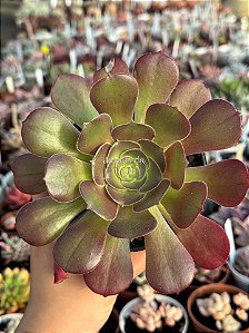 Aeonium arboreum