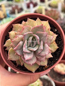 Echeveria ‘summer’