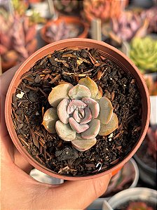 Echeveria ‘summer’