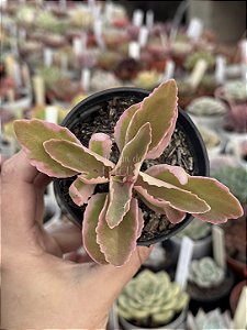 Kalanchoe lacinata variegata