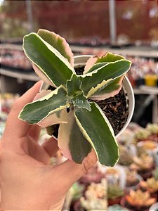 Kalanchoe lacinata variegata