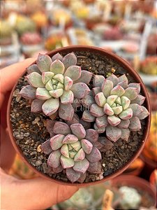 Echeveria subcorymbosa ‘lau 030’