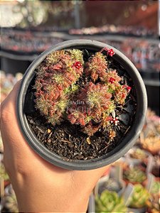 Crassula setulosa var. transvaal drakensberg