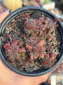 Crassula setulosa var. transvaal drakensberg