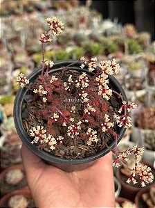 Crassula setulosa var. transvaal drakensberg