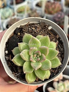 Echeveria arijie