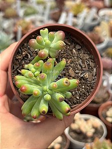 Sedum pachyphyllum