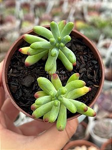 Sedum pachyphyllum