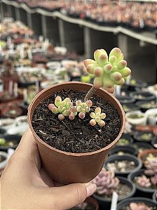Sedum pachyphyllum
