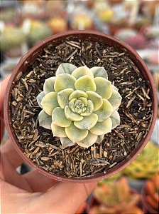 Echeveria tinkerbell variegata