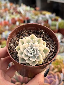 Echeveria tinkerbell variegata
