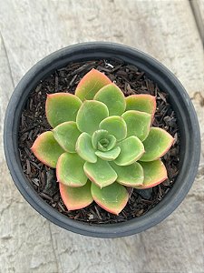 Echeveria nobile