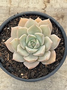 Graptoveria titubans