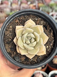 Graptoveria titubans