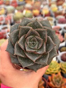 Echeveria dyonisos
