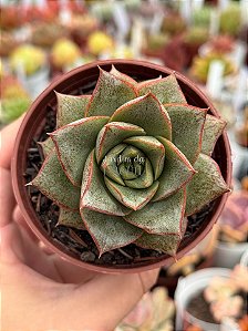 Echeveria dyonisos