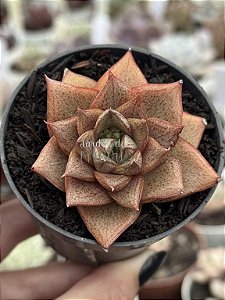 Echeveria dyonisos