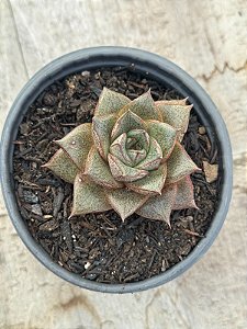 Echeveria dyonisos