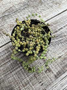Senecio rowleyanus (colar de pérolas)